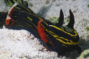 NEMBROTHA... HOTEL by Afflitti Gianluca 